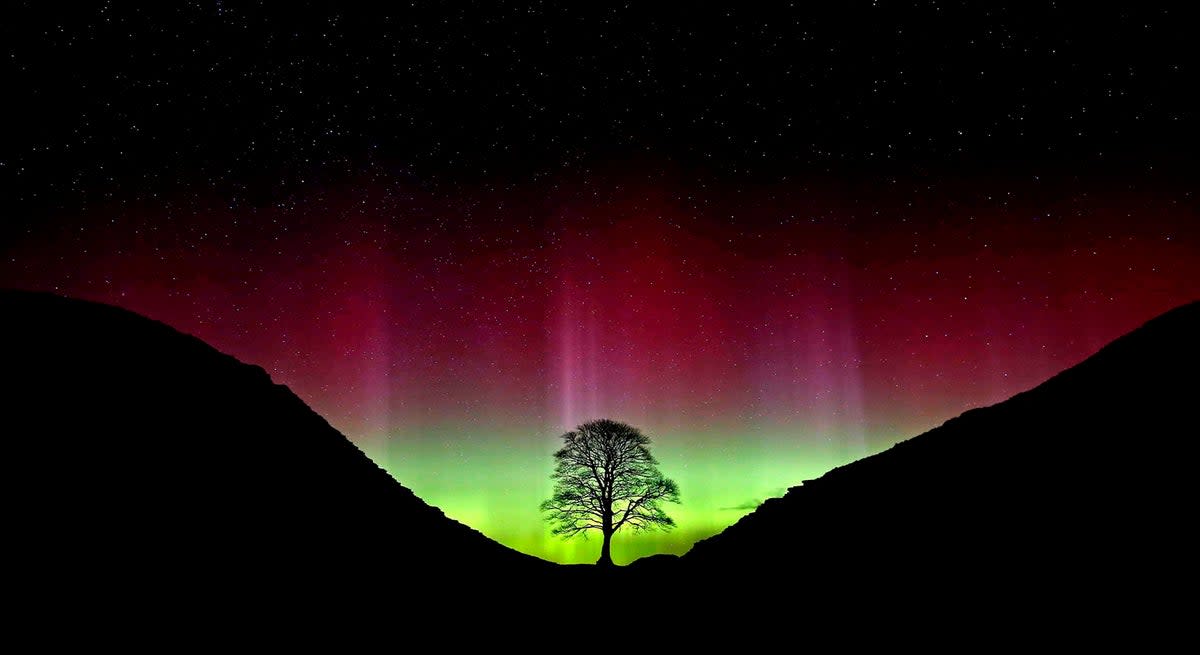 Made famous by ‘Robin Hood: Prince of Thieves’, the tree stood in a dramatic dip in Hadrian’s Wall (Owen Humphreys/PA)