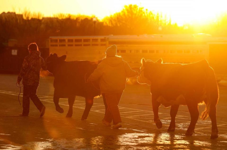 The sun rises as participants in the Jr. Beef Heifer Show of the Fort Worth Stock Show & Rodeo bring in their cows from being tied up outside for the night.