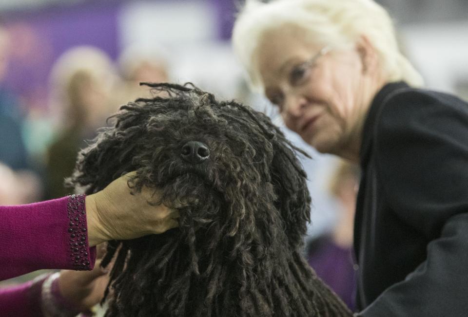 Preston, a puli, is inspected by judge Dorothy Collier in the ring during the 141st Westminster Kennel Club Dog Show, Monday, Feb. 13, 2017, in New York. (AP Photo/Mary Altaffer)