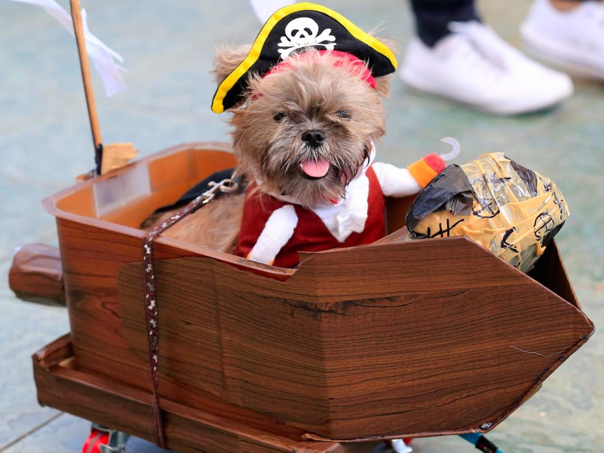 Terrier Puppy Pirate Costume