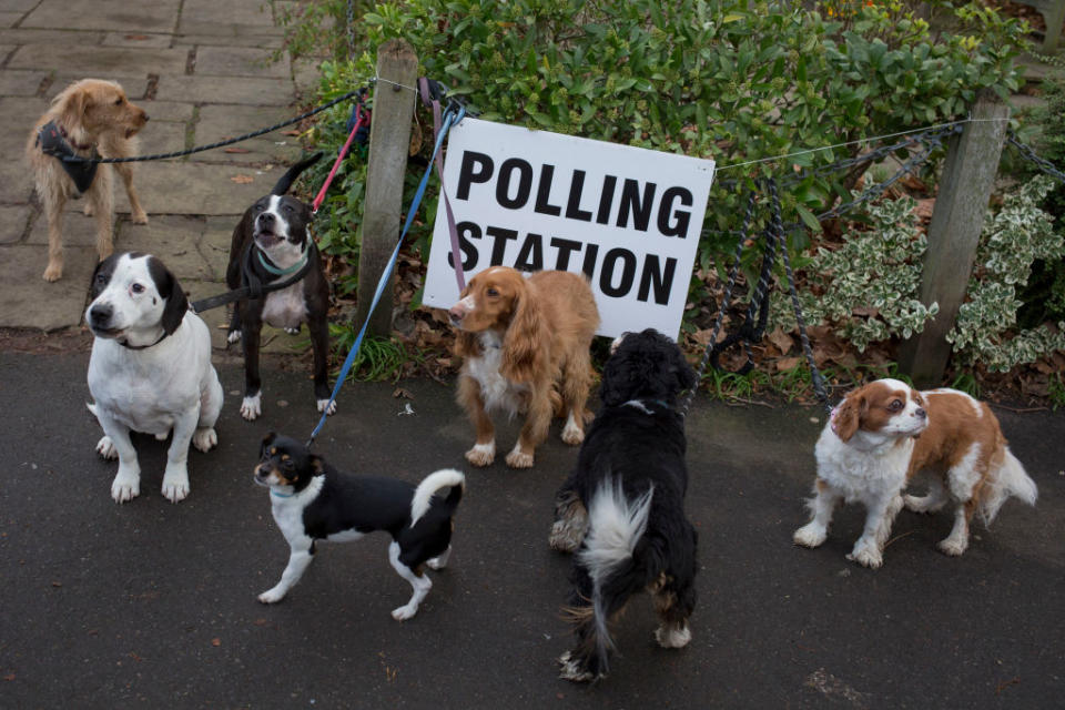 Die Briten veröffentlichen seit mehreren Jahren Bilder ihrer Hunde an den Wahltagen der General Elections (Bild: Getty Images)