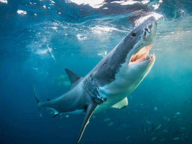 Requins : surpêche, attaques, ces chiffres vont vous étonner !