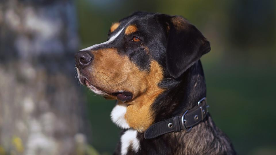 close up of a greater Swiss mountain dog