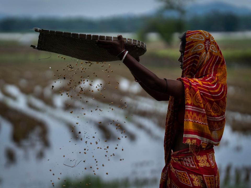 woman shakes corn in a tray beside flooded field