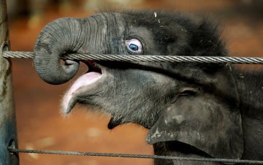 File photo shows elephant calf Pathi Harn shortly after his birth in Sydney's Taronga Zoo in March 2010. The zoo Saturday said a female keeper was in a stable condition in hospital 24 hours after being critically injured when a young elephant she had cared for all its life crushed her