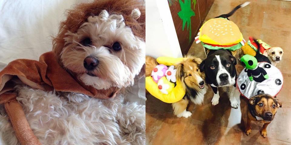 See 34 Celebrity Pets in Halloween Costumes