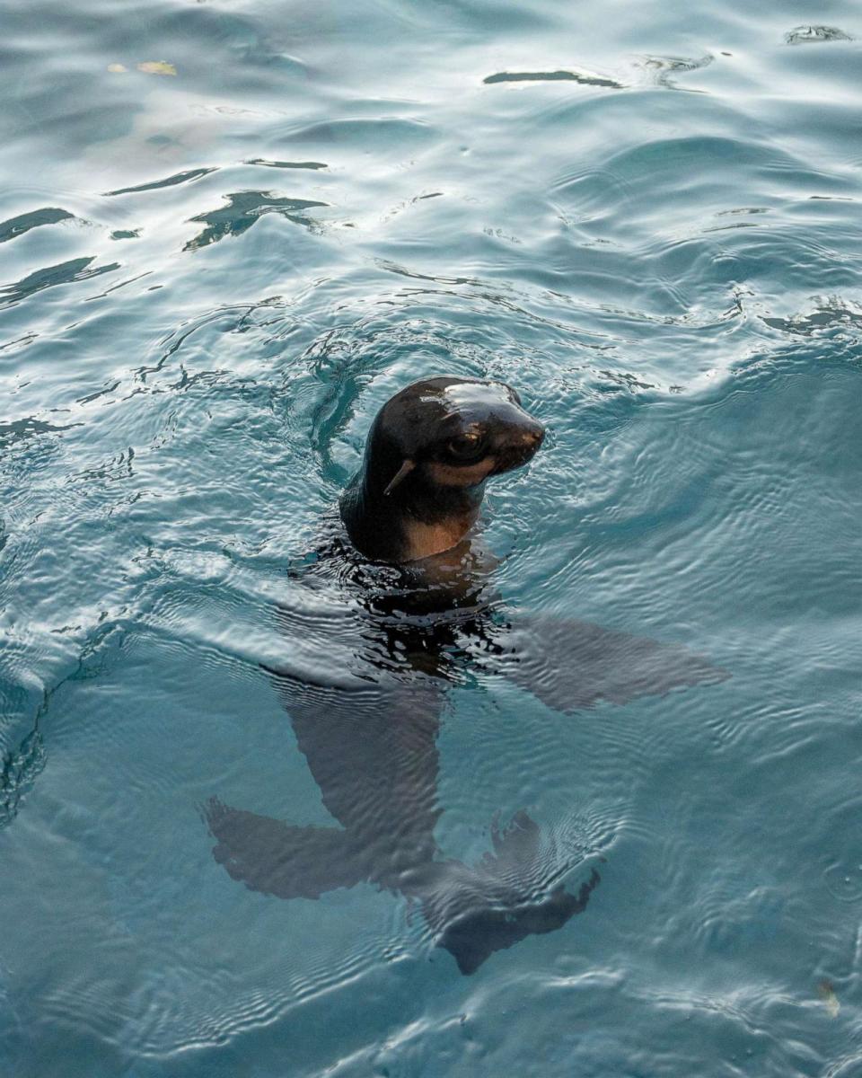 PHOTO: Kayok, a northern fur seal pup rescued in Alaska, is transfered from the ICU to the seal pool at the Mystic Aquarium, Nov. 7, 2023, in Mystic, Conn. (Mystic Aquarium)