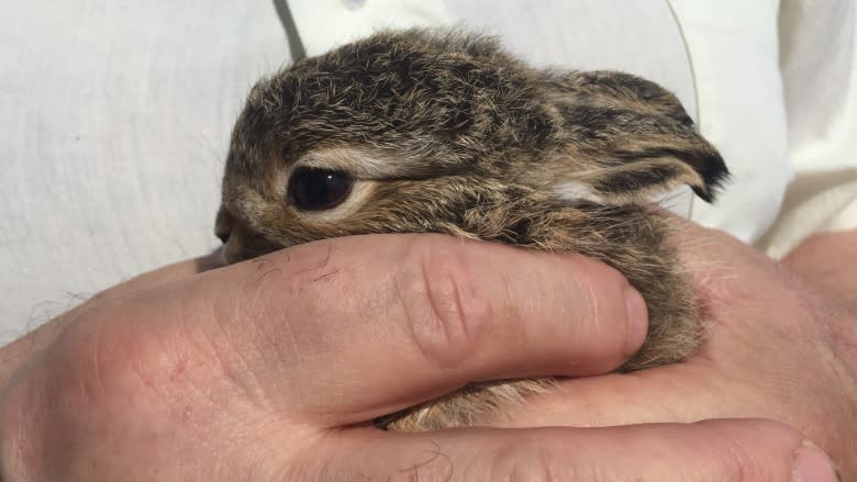 Jackrabbits relocating to Saskatoon in droves, says expert