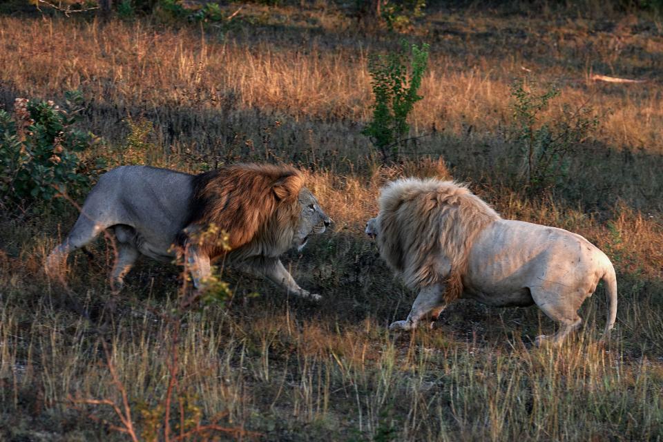 Lions fight for leadership. Battle of the Males.