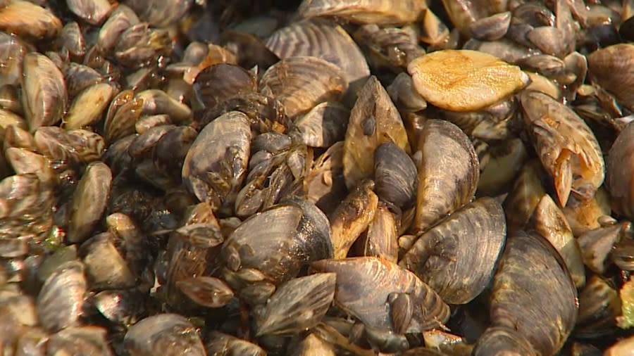 Invasive mussels.