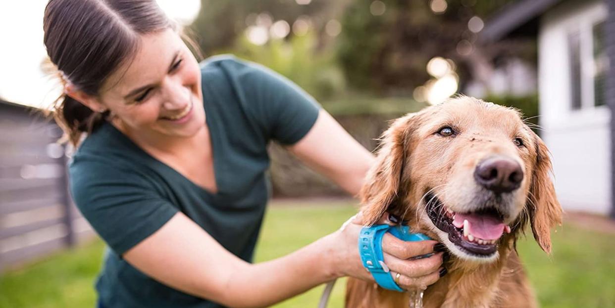 golden retriever being bathed in yard