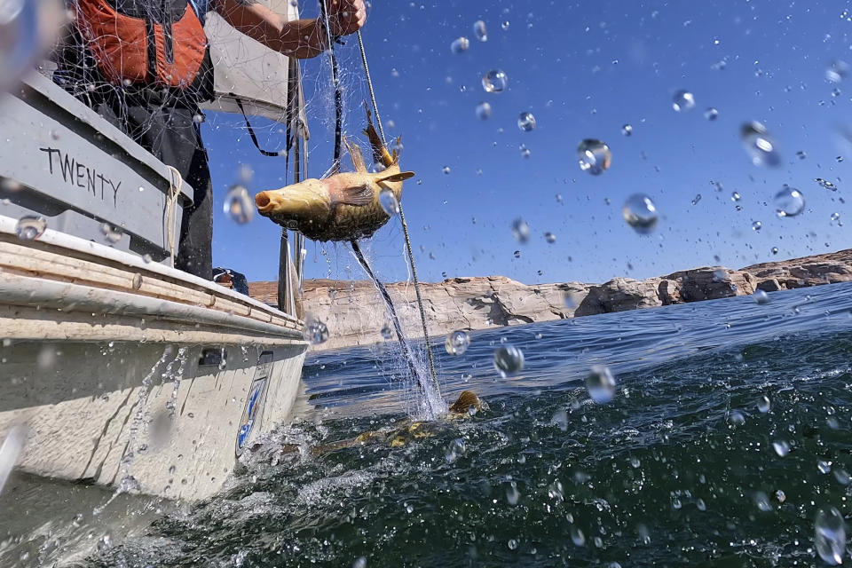 A common carp thrashes as it is pulled in to a research boat using a gillnet net on Tuesday, June 7, 2022, in Page, Utah. A team of researchers are on a mission to save the humpback chub, an ancient fish under assault from nonnative predators in the Colorado River. The reservoir's decline may soon make things worse, enabling the invaders to get past the dam and target the chub's biggest populations farther southwest in the Grand Canyon. (AP Photo/Brittany Peterson)