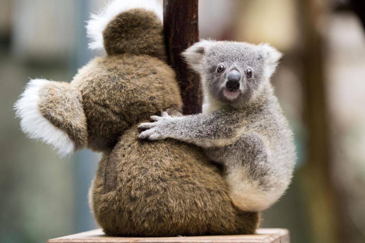 MARIUS BECKER/DPA/AFP via Getty Images