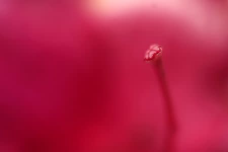 An close-up shows the pink stigma of an Azalea during the first day of practice rounds for the 2017 Masters at Augusta National Golf Club in Augusta, Georgia, U.S. April 3, 2017. REUTERS/Jonathan Ernst