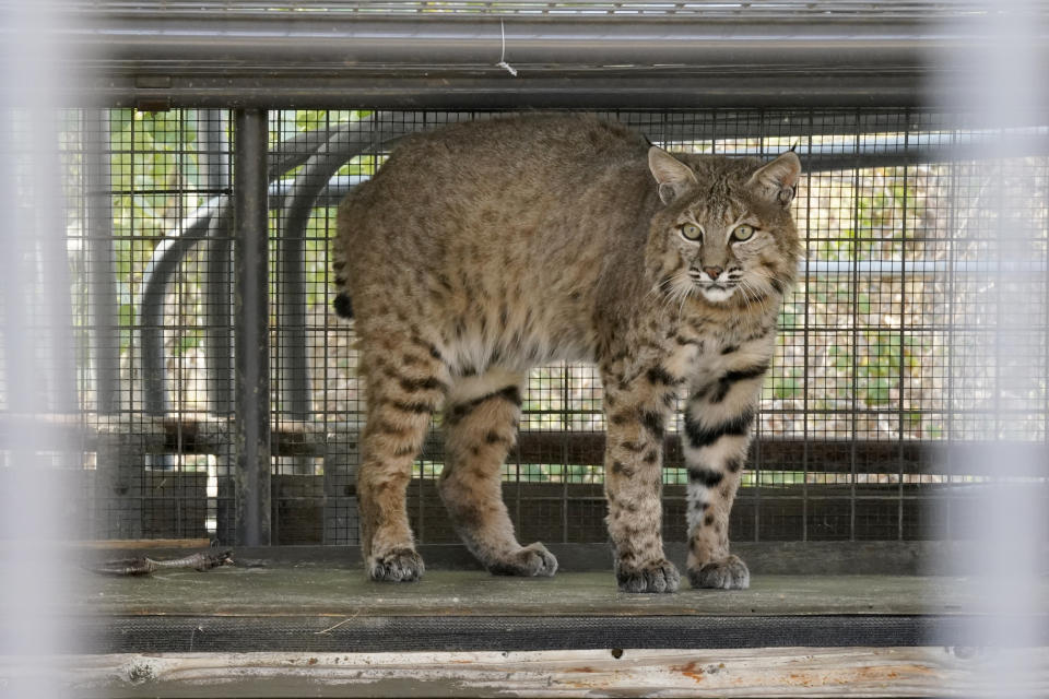 A bobcat, know as "Lava Bob" is one of the wildlife animals under care at the Gold Country Wildlife Rescue in Auburn , Calif., Sunday, Oct. 3, 2021. Lava Bob was found with 2nd, 3rd and 4th degree burns on his paws. He was also dehydrated, emaciated and anemic when he was found at the Lava Fire in August and brought to the facility. After 3 months of treatment Lava Bob was returned to the wild Oct. 13, 8 miles from where he was found.(AP Photo/Rich Pedroncelli)