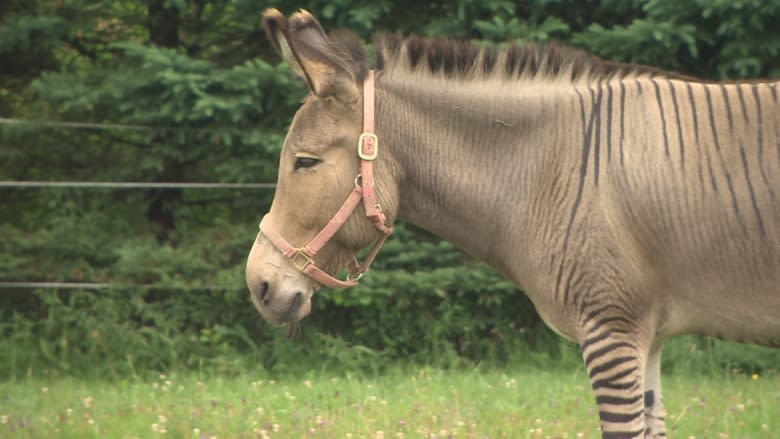 Nova Scotia's famed rescued zonkey has a new striped pal