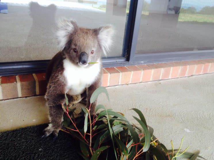 The koala had some gum leaves as a treat (Picture: Bruce Atkinson/Facebook)