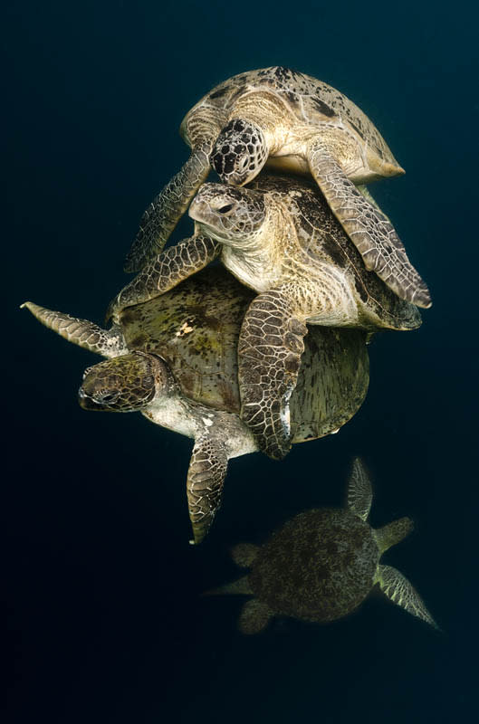 <b>19 de octubre de 2011</b><br><br> Los premios <b>"Veolia Environnement Wildlife Photographer of the Year"</b>, auspiciados por el Museo de Historia Natural del Reino Unido y la revista BBC Wildlife Magazine, premian las mejores fotografías de naturaleza en distintas categorías, desde imágenes de especies amenazadas hasta el mundo submarino, pasando por paisajes, comportamiento animal o fauna urbana. Marcel Gubern, autor, presenció en esta instantánea un interesante comportamiento cerca de la <b>isla de Sipadan</b>, que constituye un refugio para las tortugas. Como se puede ver, utilizan sus aguas para <b>encontrar pareja y posteriormente realizar la puesta</b>. Las hembras de esta especie de tortuga marina copula con muchos machos, siendo capaz de guardar el esperma de todos ellos y utilizarlo para incrementar la diversidad de sus crías.© Marcel Gubern / Veolia Environnement Wildlife Photographer of the Year 2011