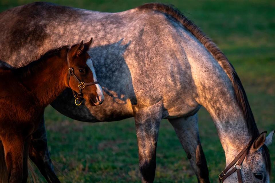 This year’s “also-eligible” contenders for the Kentucky Derby only gain entry to the field if members of the original 20 are scratched before 9 a.m. Friday. Ryan C. Hermens/rhermens@herald-leader.com