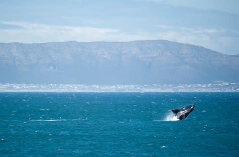 A whale off the coast of Hermanus - Credit: ARIADNE VAN ZANDBERGEN