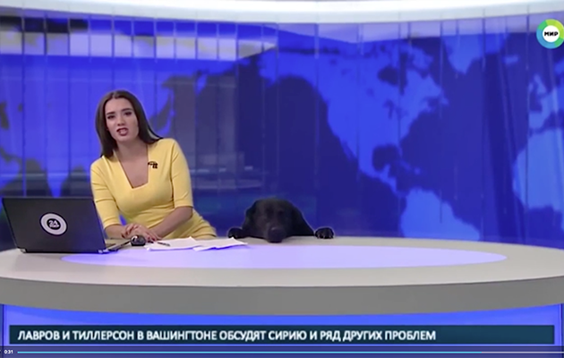 The reporter wasn't much of a dog person. Photo: YouTube