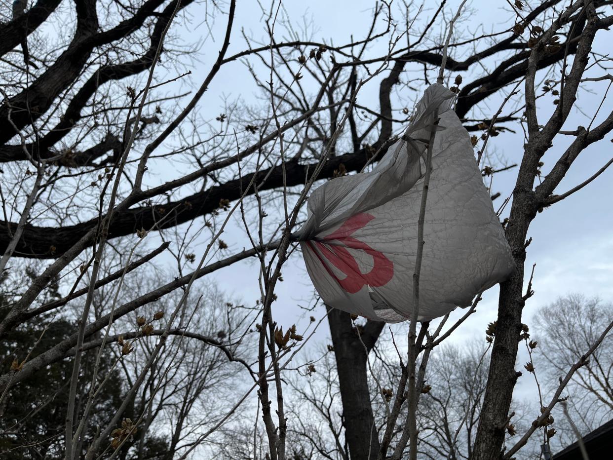 A plastic Walgreens bag tangled in a tree in west Topeka.