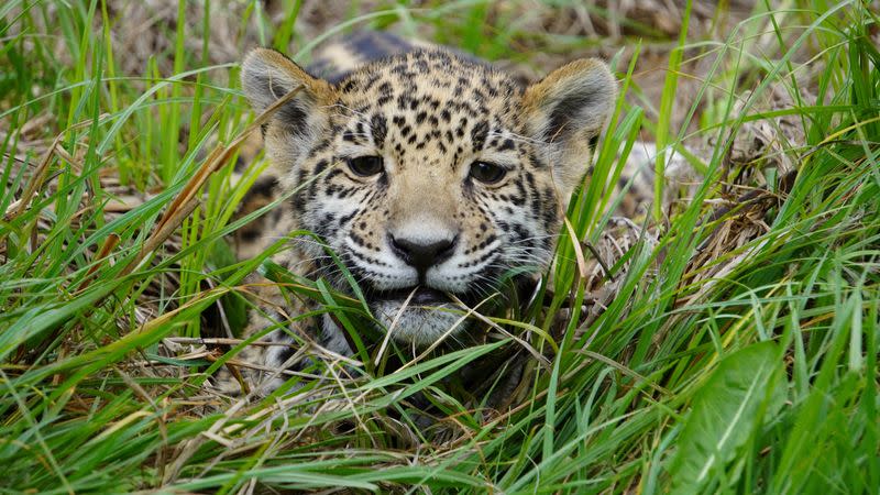 Un jaguar en el santuario de jaguares dentro del Parque de Conservación Reino Animal, en Oxtotipa