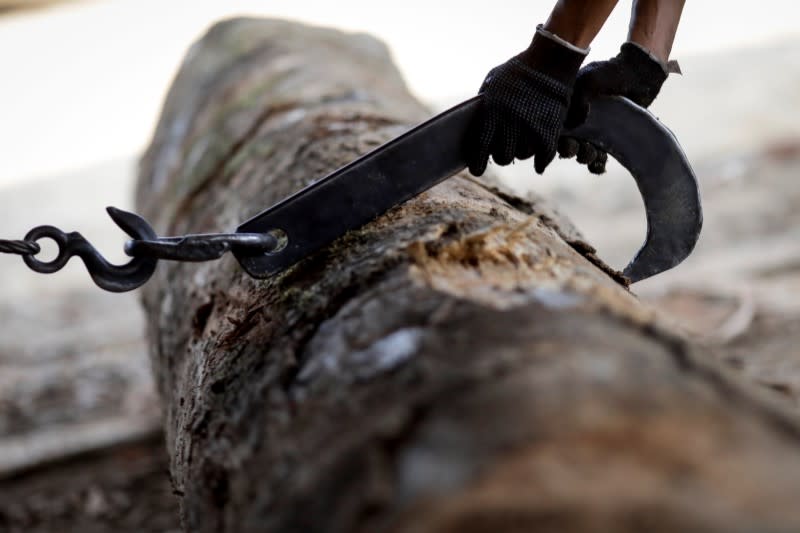 A sawmill worker processes trees extracted from the Amazon rainforest near Humaita