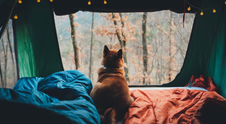 The back of a Shiba Inu puppy in a camping tent