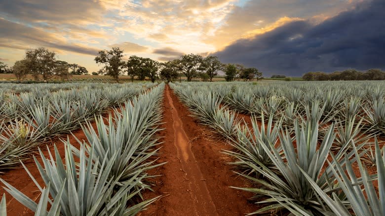 Rows of agave at sunset