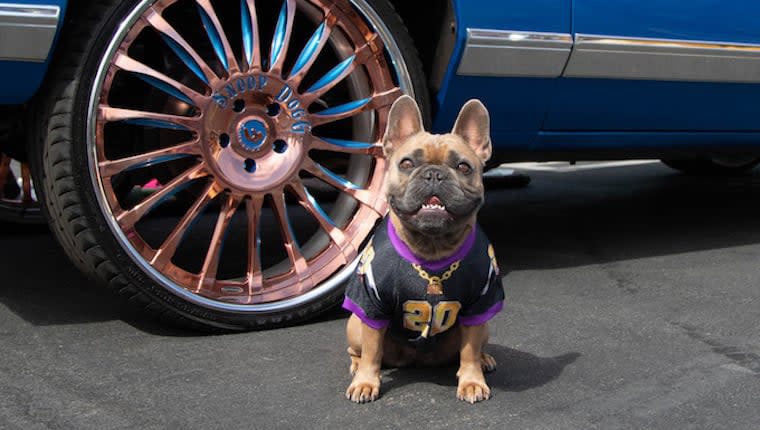 Snoop Dogg Launches Petwear Brand 'Snoop Doggie Doggs'