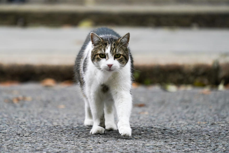 Larry the cat, the Chief Mouser to the Cabinet Office, walks outside 10 Downing Street, in London, Wednesday, Sept. 15, 2021. (AP Photo/Alberto Pezzali)