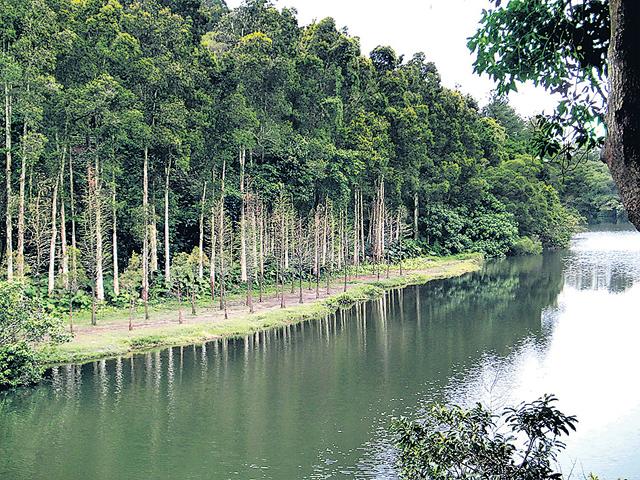 城門水塘、大潭篤水塘區及流水響水塘家樂徑畔（圖），均栽種有白千層林帶，但凡大雨過後，就會出現「水淹白千層」的景觀。（黃潔玲攝）