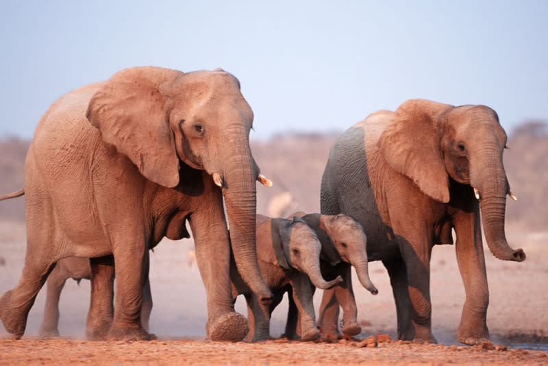 frican elephant, Loxodonta africana, family group running. Etosha National park, Namibia