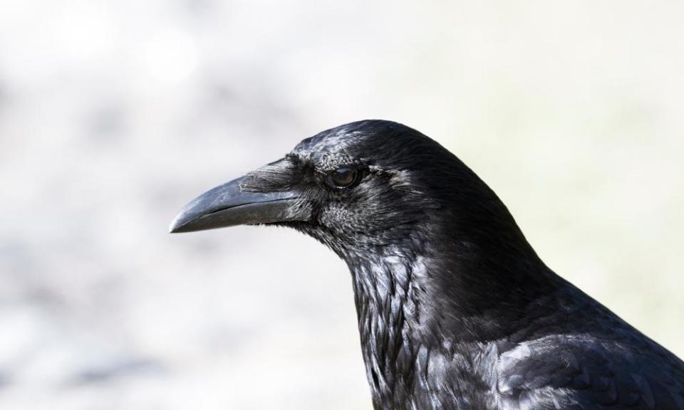 A carrion crow