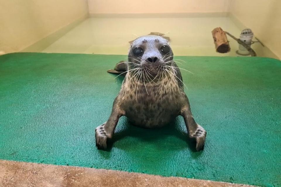 The seal has been named Hispi (Scottish SPCA/PA)