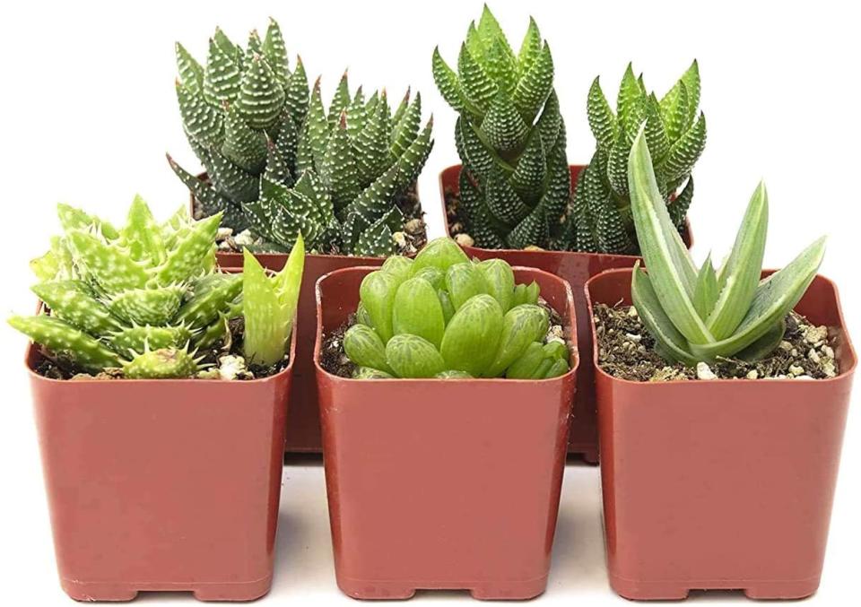 Shop SucculenMiniature Aloe Live Indoor Succulent Plants, 5-Pack (Photo: Amazon)