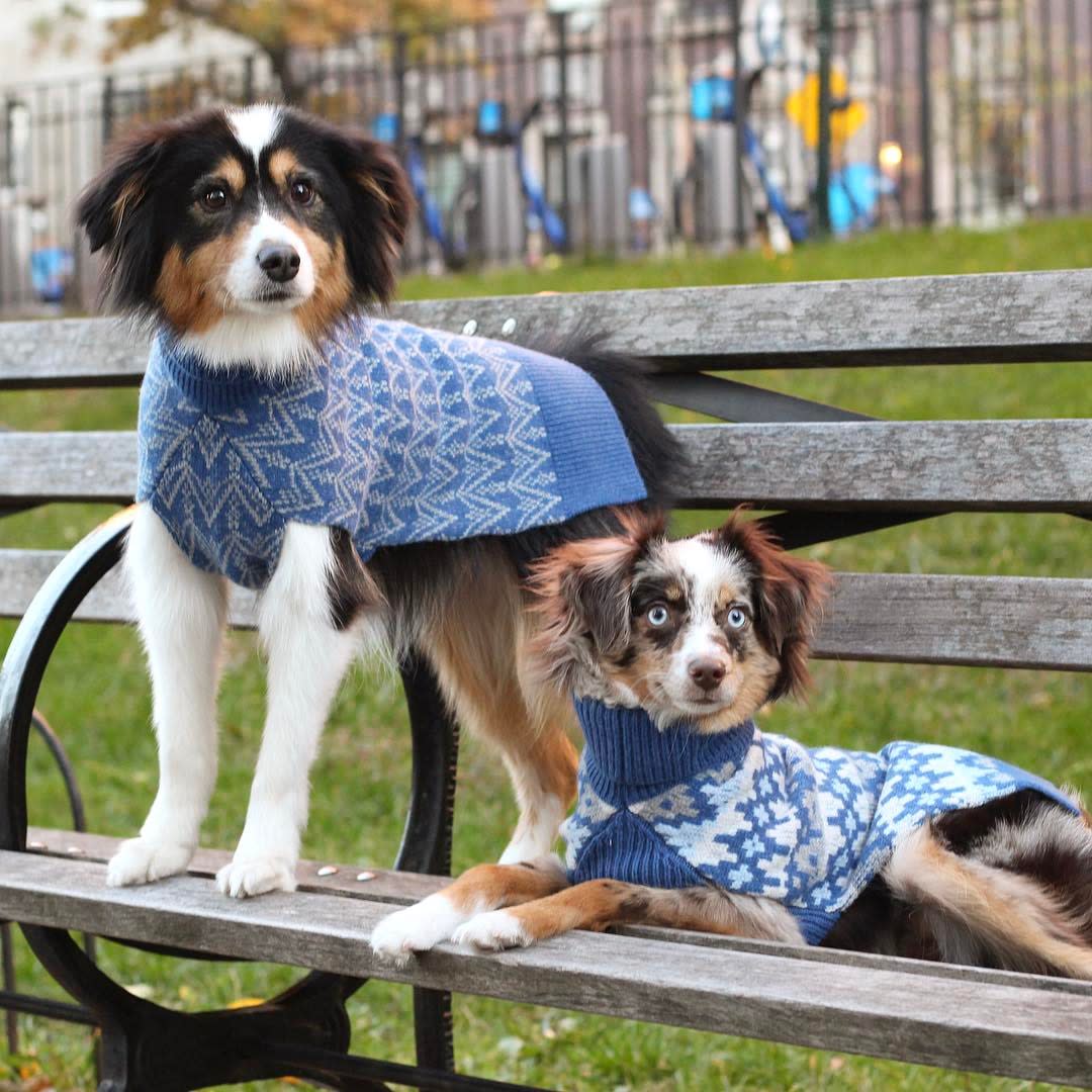 Dogs Who are Big Fans of Football  Dog sweater, Dog sweaters, Pet sweater