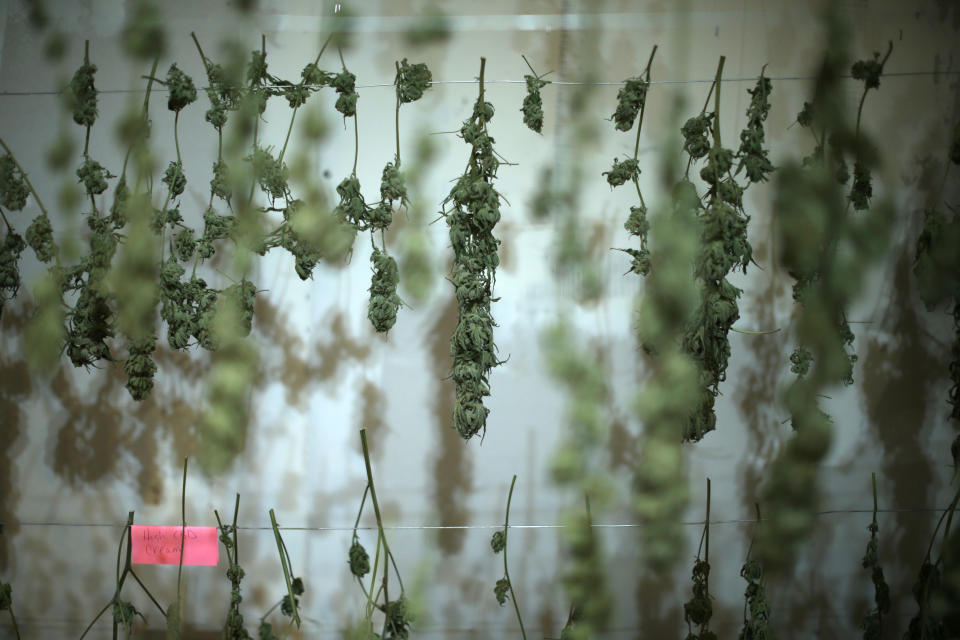 Hemp is hung to dry at Sisters of the Valley near Merced, California, U.S., April 18, 2017. Picture taken April 18, 2017. REUTERS/Lucy Nicholson