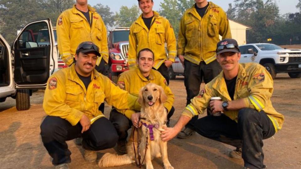 first responder therapy dog