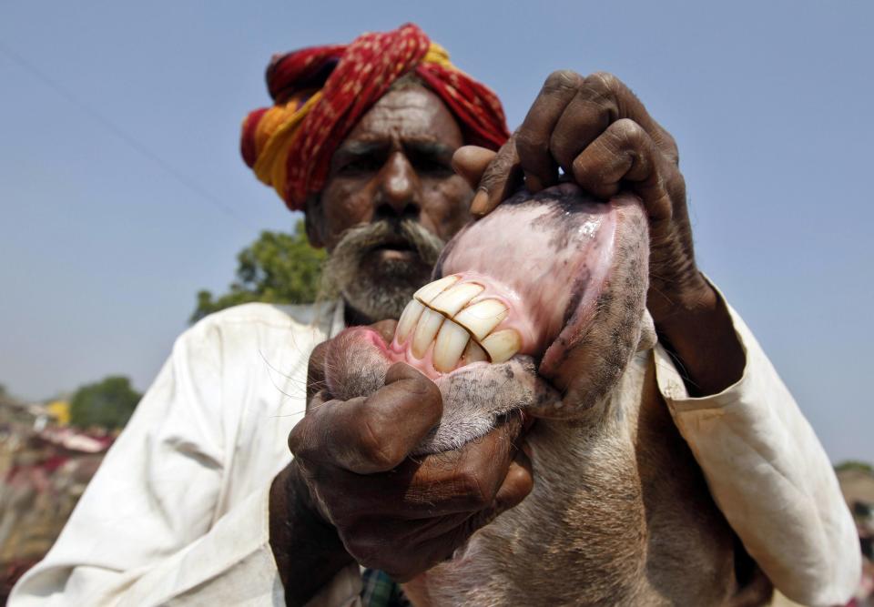 A trader displays the teeth of a donkey during an annual donkey fair at Vautha, 49 km (31 miles) south of the western Indian city of Ahmedabad November 9, 2013. The five-day long donkey fair is believed to be Asia's largest, where more than 35,000 donkeys belonging to gypsies are brought for trade. REUTERS/Amit Dave (INDIA - Tags: SOCIETY ANIMALS)