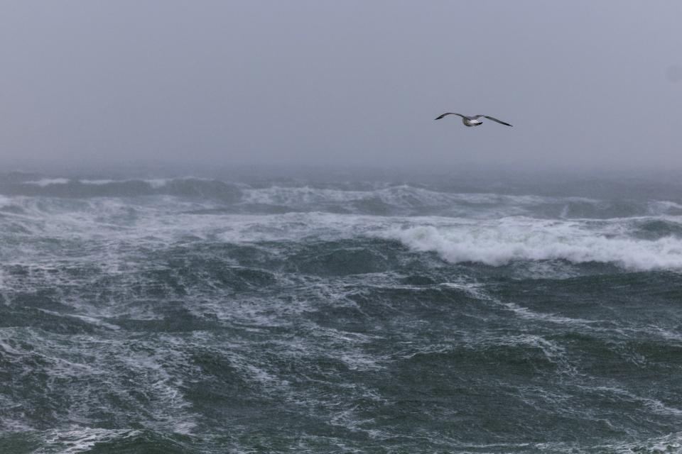A gull flies over the waves in Marshfield, Massachusetts, USA, 13 February 2024. A Nor'easter storm brought high winds and snow to the region (EPA)