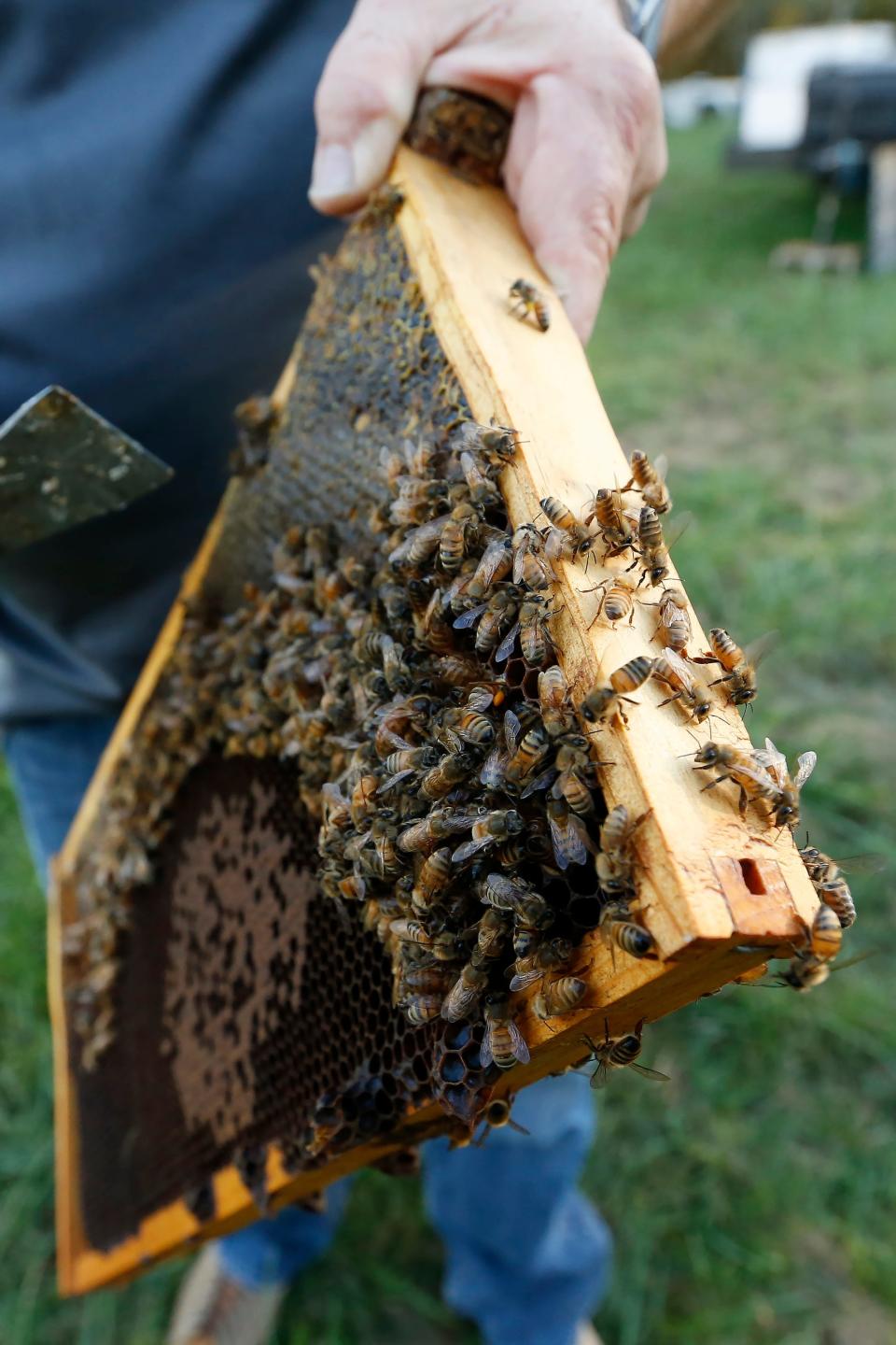 This photo taken in Winder, Ga. in October 2023 shows honey bees at Ally Bees Raw Honey. The Athens Area Honey Bee Festival is scheduled to take place in Bogart, Ga. on Saturday, May 25, 2024.