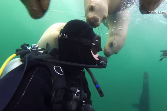 Sea lions get up close and personal with diver