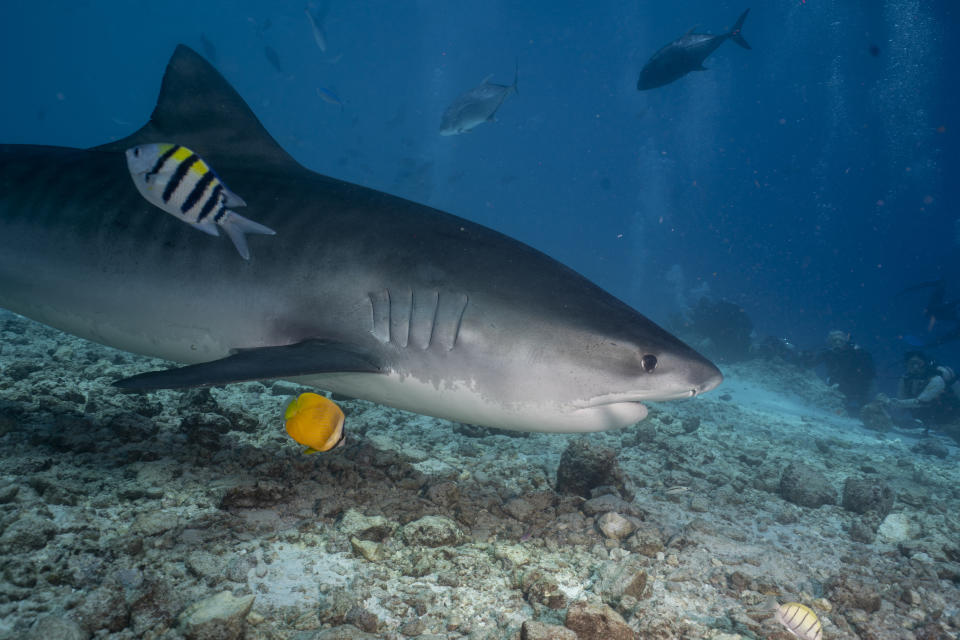 A tiger shark swims underwater near the seabed with smaller fish swimming close by. Divers in the background observe from a distance