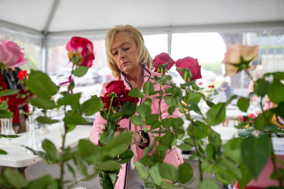 Donna Harrell prepares her roses for the rose competition at the Annual Thomasville Rose Festival. 