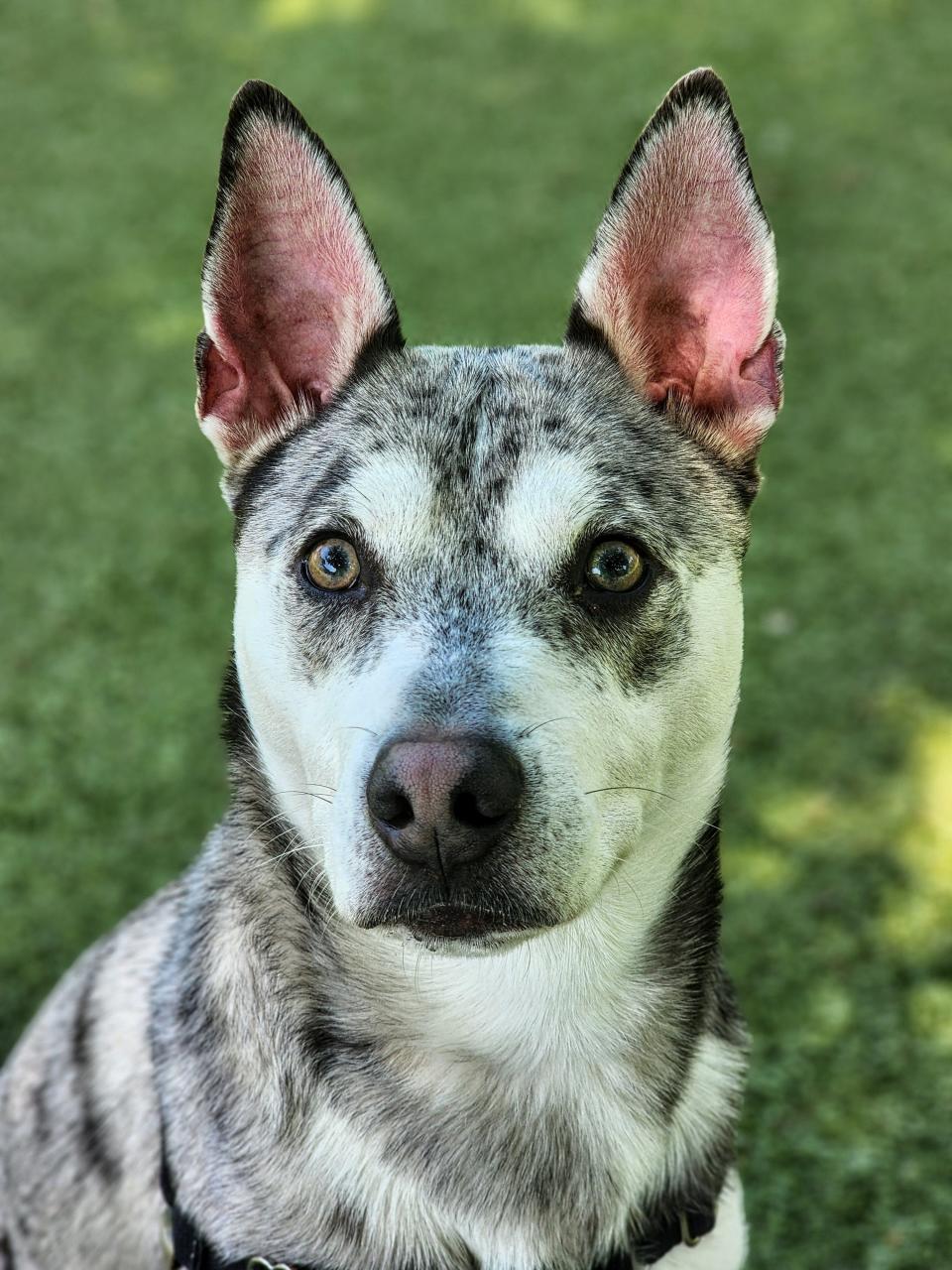 Rio is a 2-year-old medium-size northern breed mix. He loves to play in the yard with all his dog friends and is very friendly meeting new people. To meet Rio, call 405-216-7615 or visit the Edmond Animal Shelter at 2424 Old Timbers Drive in Edmond during open hours.