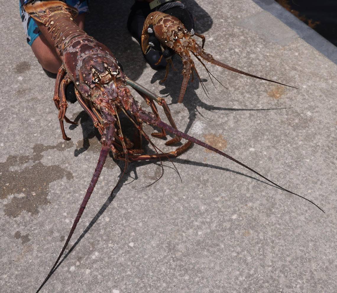 The 48-hour mini-season for Florida’s spiny lobster opened today as S. Floridians headed out to take advantage of the abbreviated annual event along the Sunshine State’s coastline on Wednesday, July 27, 2022.