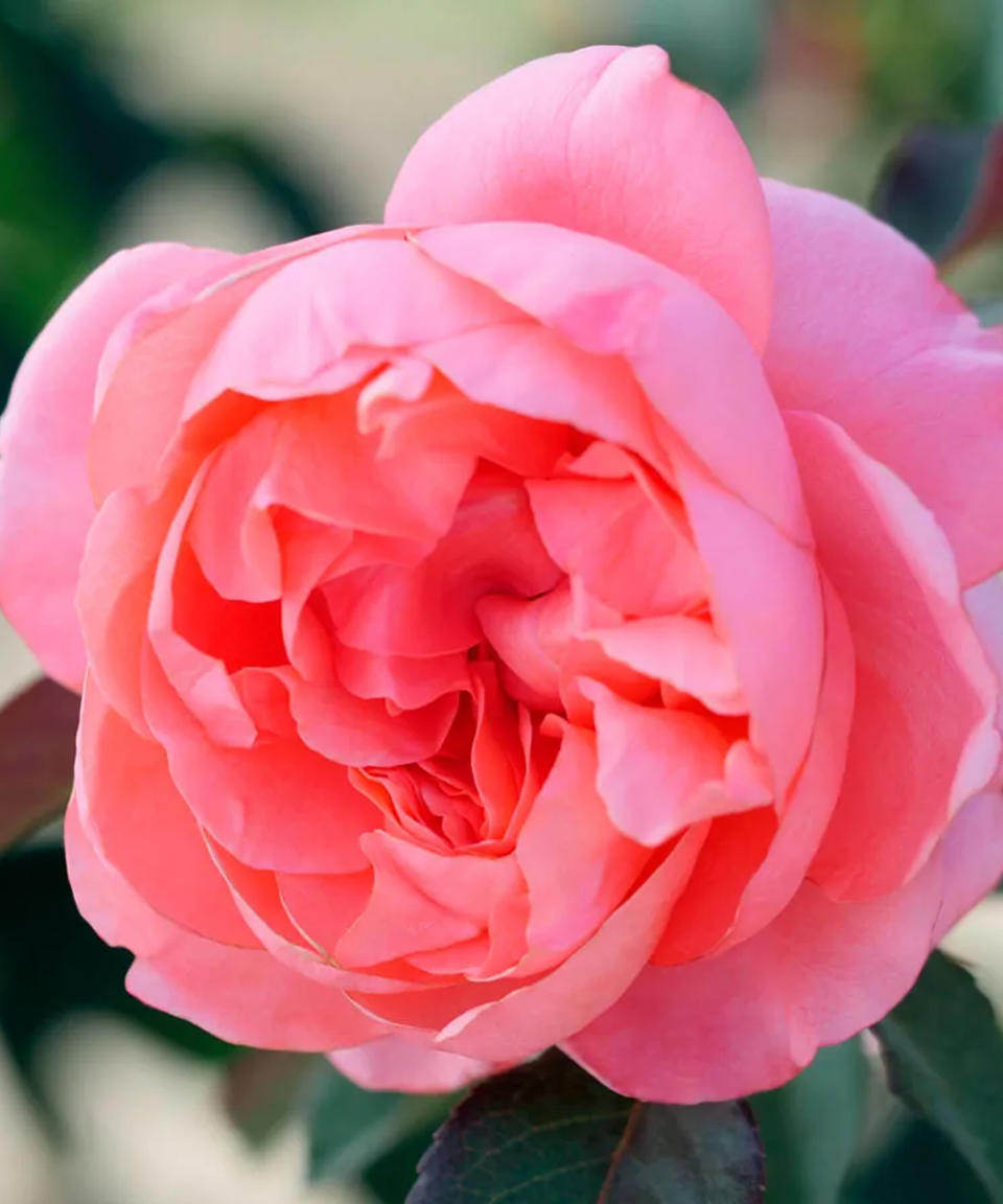 English Coral Grandiflora rose