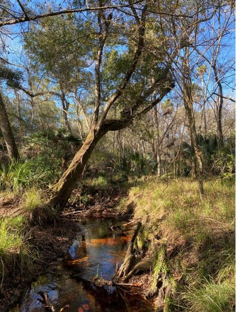 Flagler County and the St. Johns River Water Management District added another 25 acres along Princess Place Road, adding to the county's park system. The purchase also enhances the Pellicer Creek Conservation Corridor, the county stated on March 28, 2024.